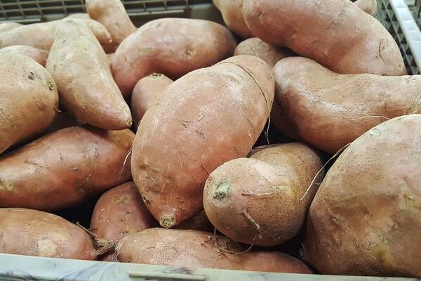 Как вырастить сладкий картофель