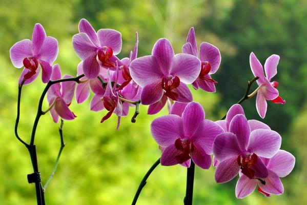 Догляд за орхідеями. Поради від Kvitofor