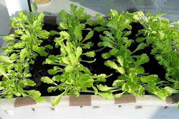 Як вирощувати салати і зелень в приміщенні взимку