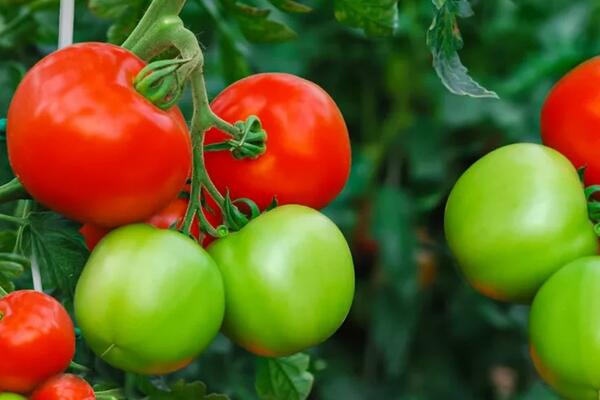 5 главных ошибок при выращивании рассады помидор