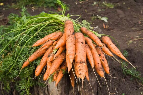 Когда собирать урожай моркови?