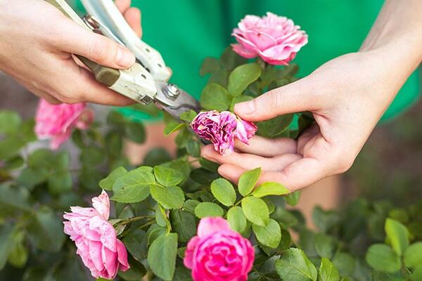 Как получить непрерывное цветение кустов и вьющихся растений