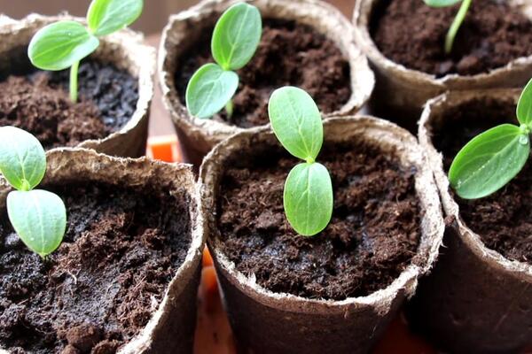 Хвороби розсади: як вчасно розпізнати і врятувати рослини
