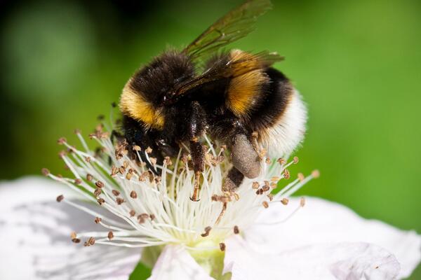 10 рослин, сприятливих для бджіл, щоб ваш сад процвітав