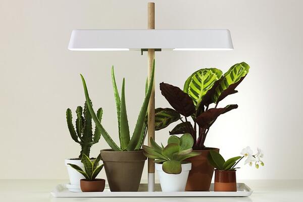 Требования к освещению комнатных растений