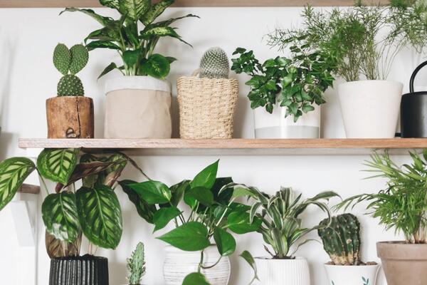 Пять лучших советов по уходу за комнатными растениями
