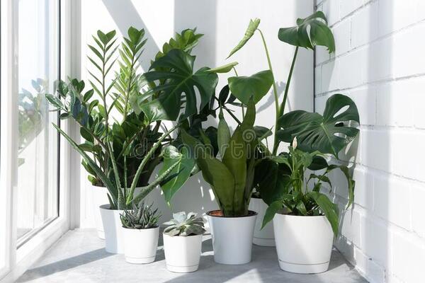 6 кімнатних рослин, які найпростіше виростити в будь-якому місці