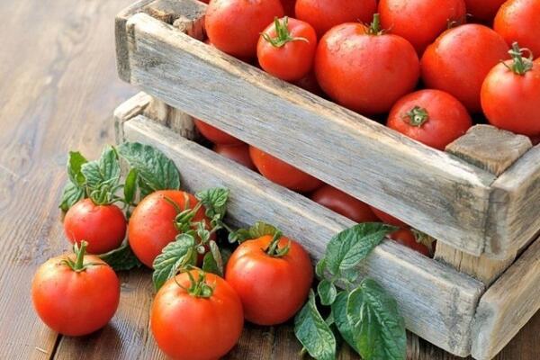 Збір і зберігання помідорів
