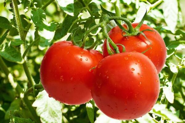 7 правил, як правильно пасинкувати томати