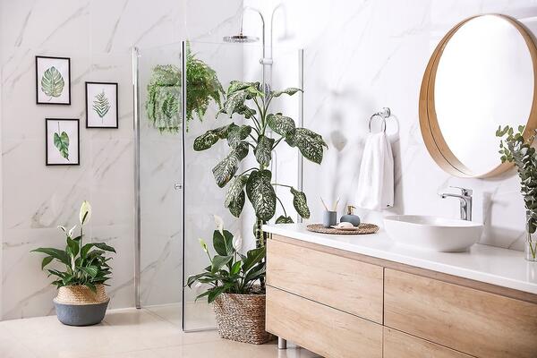 Найкращі рослини для ванної кімнати