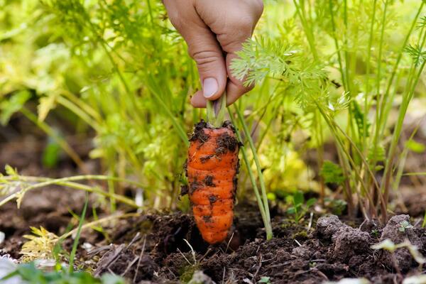 Як збирати моркву