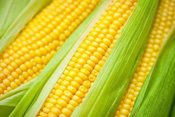 Як виростити цукрову кукурудзу
