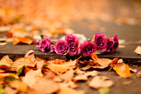  Посадка троянд восени і навесні: поради досвідчених садівників
