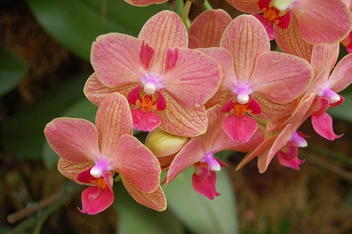 Опыление орхидей фаленопсис