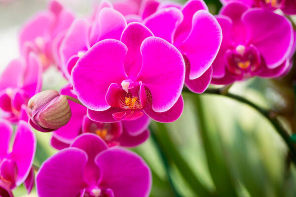 Як подовжити цвітіння орхідеї