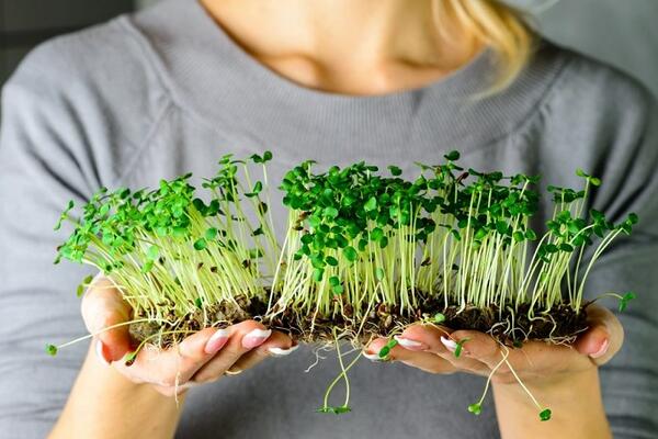 Як виростити мікрозелень