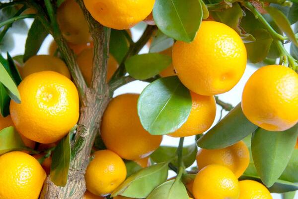 Як виростити і доглядати за апельсиновим деревом каламондін