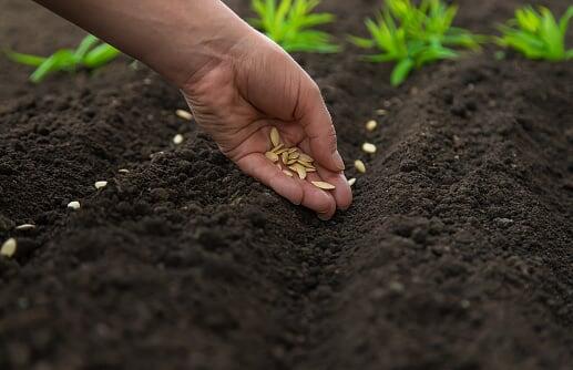 Як посіяти насіння у відкритому ґрунт
