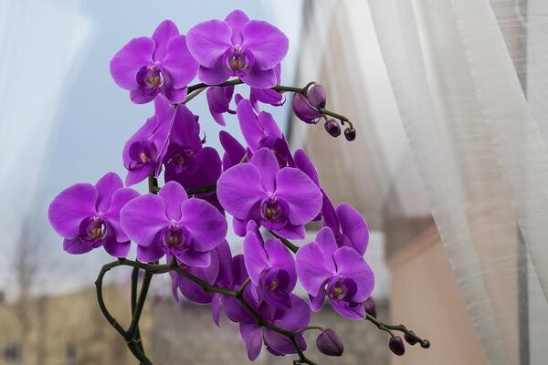 Посібник кімнатного садівника щодо типів орхідей і догляду за ними