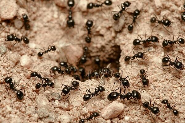 Відлякуйте мурах природним шляхом: так ви позбудетеся шкідників