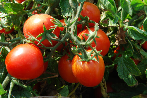 Перевага використання мульчі для томатів від аграріїв