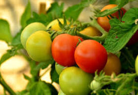 Чим підгодувати томати після висадки в теплицю: поради аграріїв