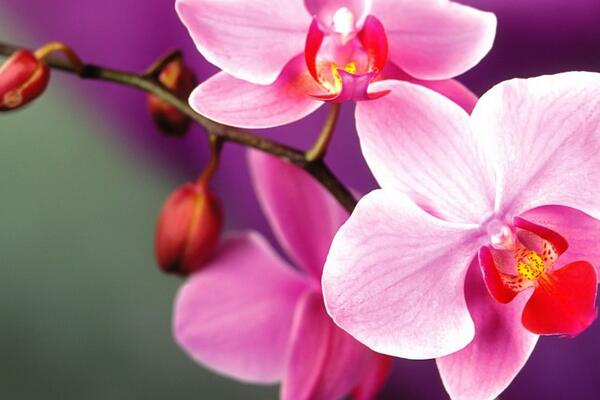 Обрізка орхідей