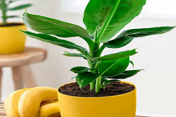 Як доглядати за банановими деревами