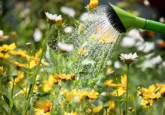 Посуха та садові рослини – як боротися з нестачею опадів?