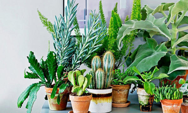 Як вибрати найкращу кімнатну рослину для себе