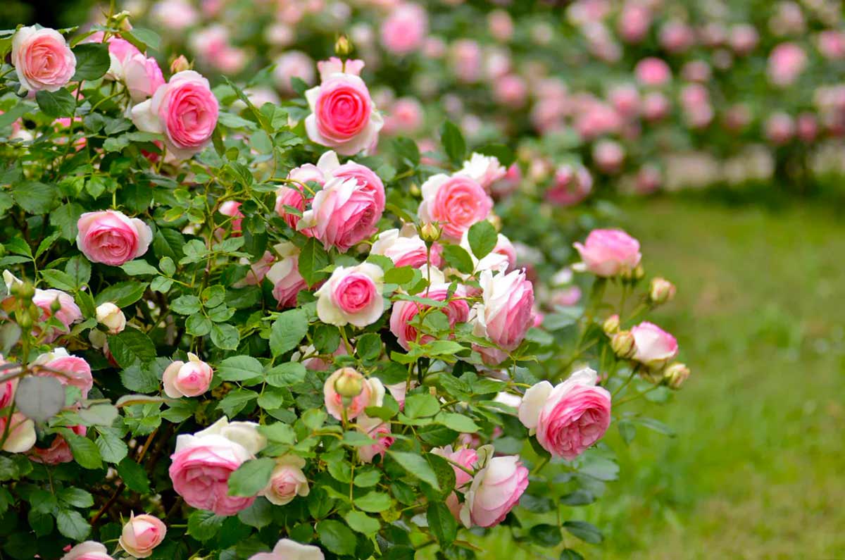 Захист від шкідників і хвороб у троянд восени