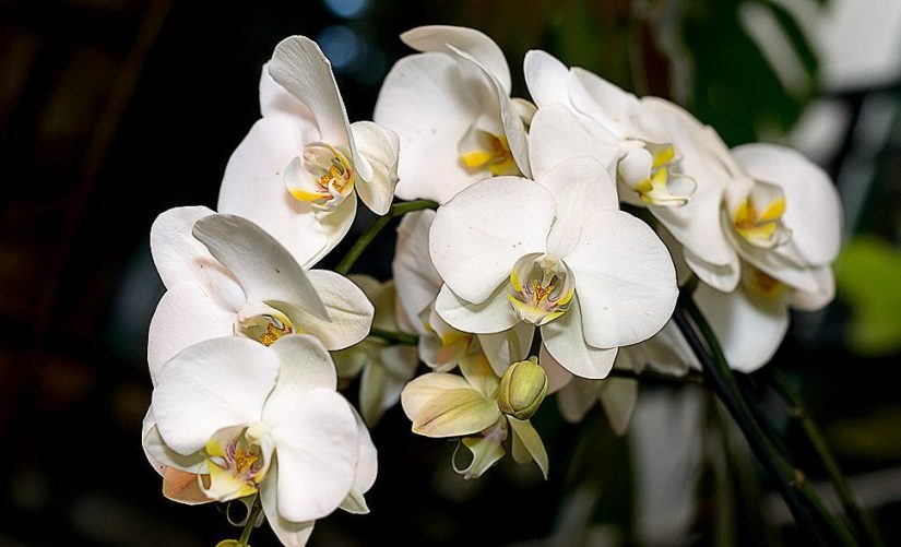 Как заставить цвести орхидею в домашних условиях: секреты флориста