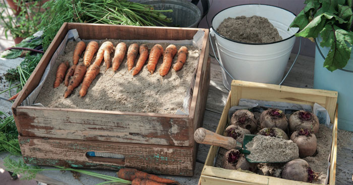 Как долго надо сушить морковь перед закладкой в погреб?
