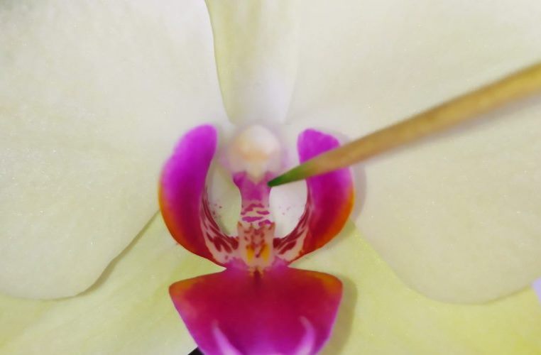 Размножение орхидеи. Опыление. | Все о цветах | Дзен